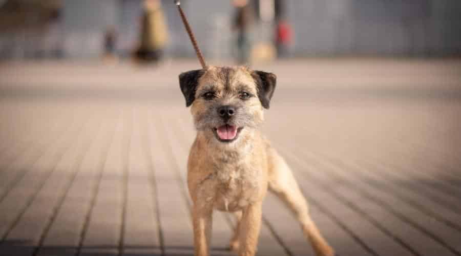Border Terrier on leash with Neutral Bokeh Background