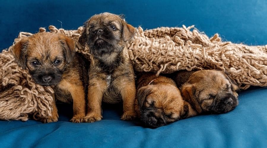 4 Little beautiful brown puppies on a blue sofa