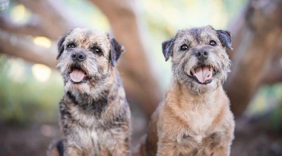 Dog portrait Border terrier in the nature