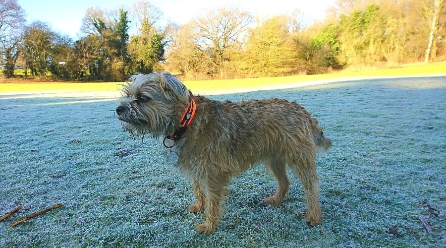 Wet Border Terrier needs bath