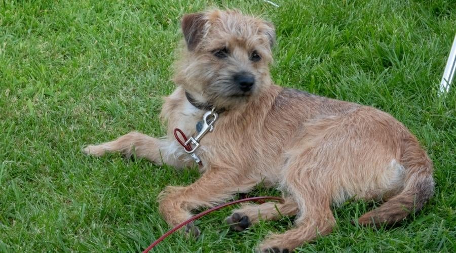 Border Terrier Dog Out Doors