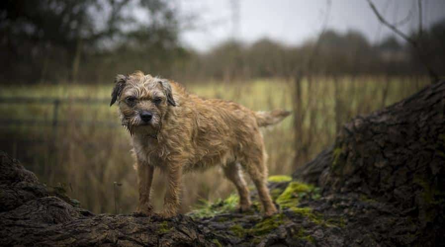 Border Terrier on a fallen tree. Misty background. UK