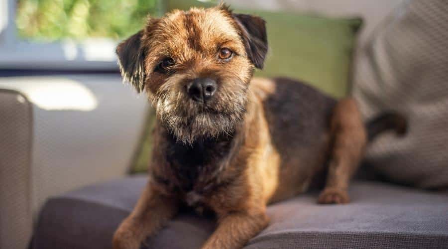 Border Terrier sitting on chair in apartment