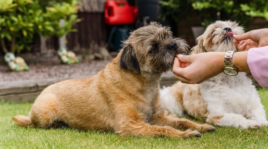 Border terrier and shih tzu cute dogs puppies on grass playing and posing