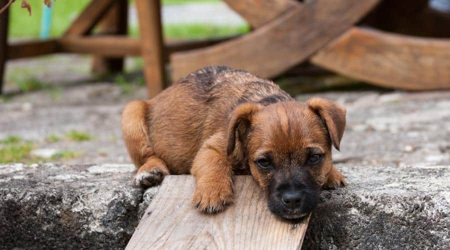 Border terrier cross puppy sleepy in garden