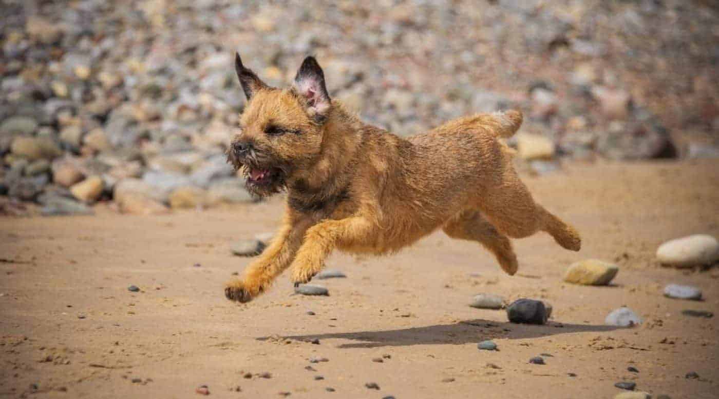 Border Terrier Running on Beach