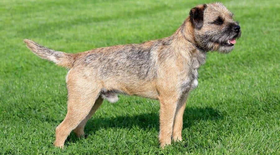 The typical Border Terrier in a garden
