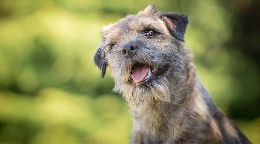 Adorable Little Cute Border Terrier Sitting And Smiling