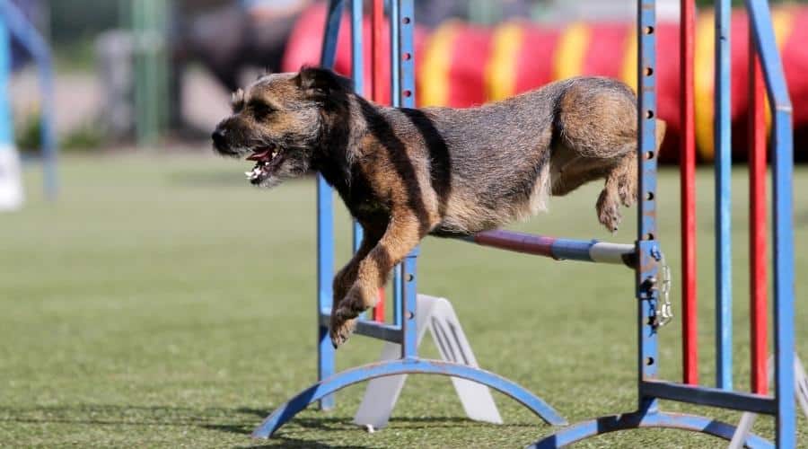 Dog of breed Border terrier at training on agility