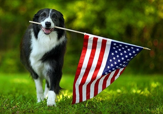Border Collie carrying United States of America flag in mouth in dog park