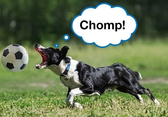 Border Collie dog chasing soccer ball about to bite it with toothy mouth