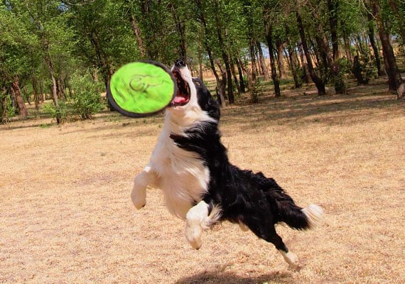 Border Collie leaping after Hyper Pet Flippy Flopper best soft nylon Frisbee for dogs