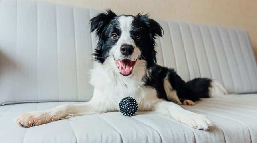 Border collie playing with toy ball on couch indoors
