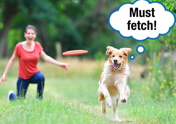Dog running after Frisbee disc owner has thrown as it glides through the air