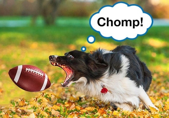 Border Collie trying to catch thrown football in mouth