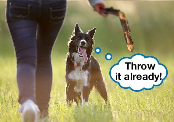 Border Collie waiting for owner to throw stick in game of fetch