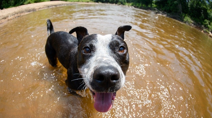 Borderbull in Water