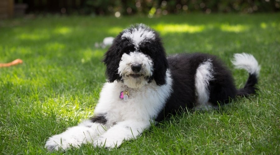 Bordoodle Laying in the Grass Outdoors