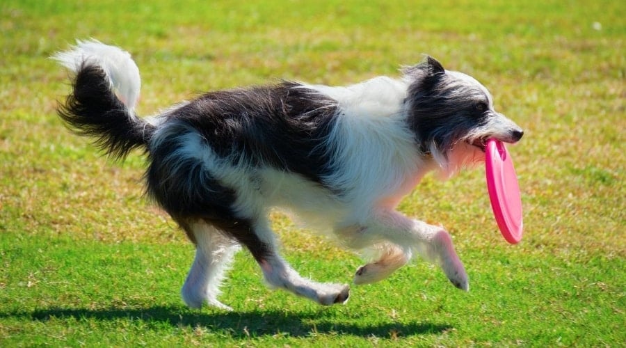 Bordoodle Running with Frisbee