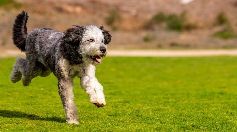 Bordoodle Running