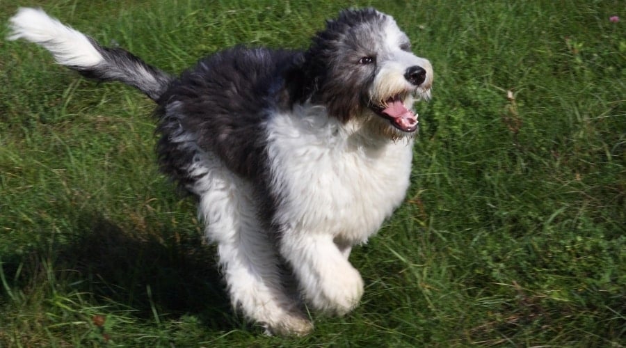 Bordoodle running quickly in park
