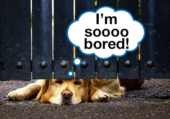 Bored Golden Retriever staring under fence