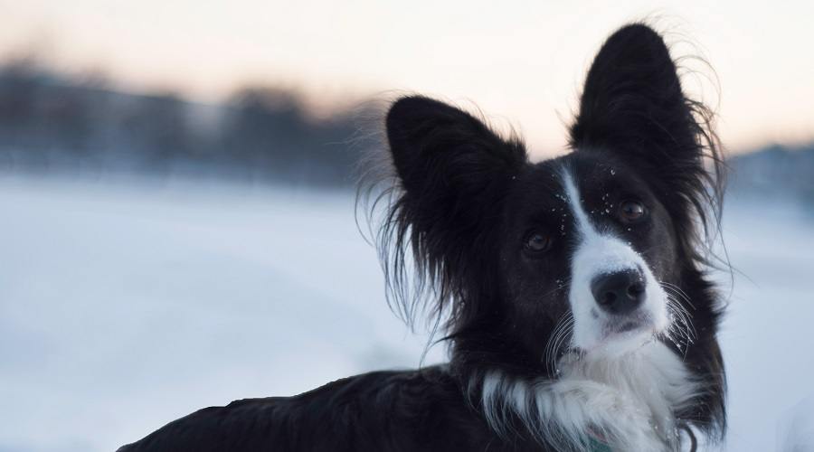 Borgi as Family Pet