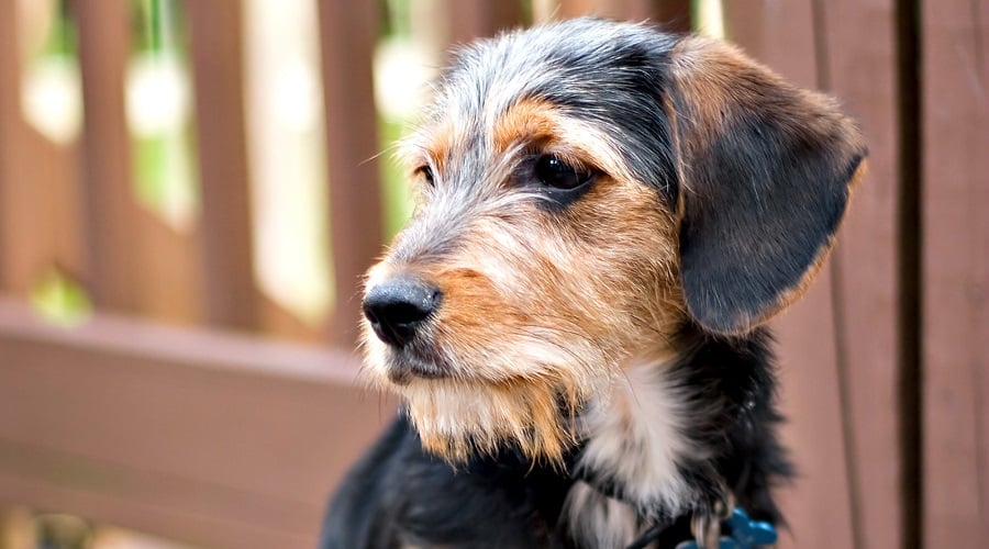 Borkie Mix