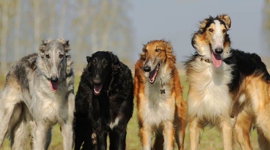 4 Borzoi in various Coats and Colors
