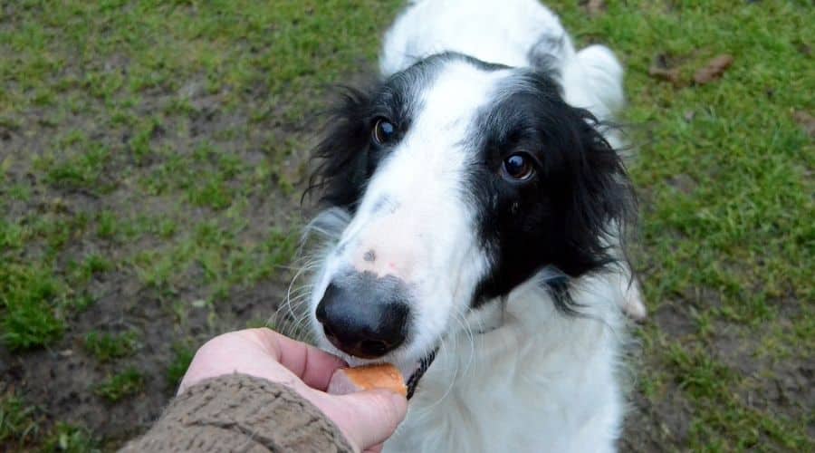 Dog eating treat out of person's hand