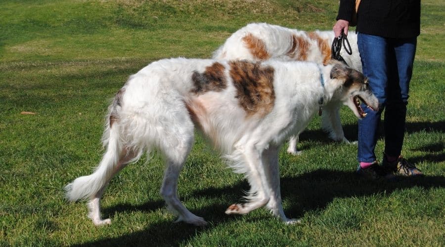 Two dogs running and playing