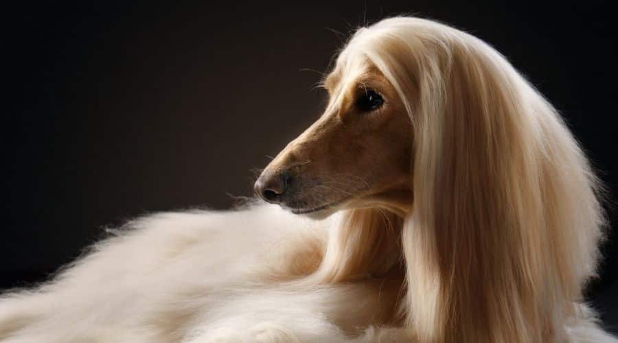 Groomed Borzoi on black background