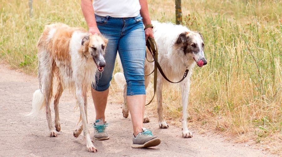 Two dogs walking wit owner on a path