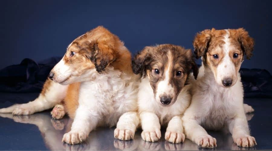 3 Borzoi Puppies
