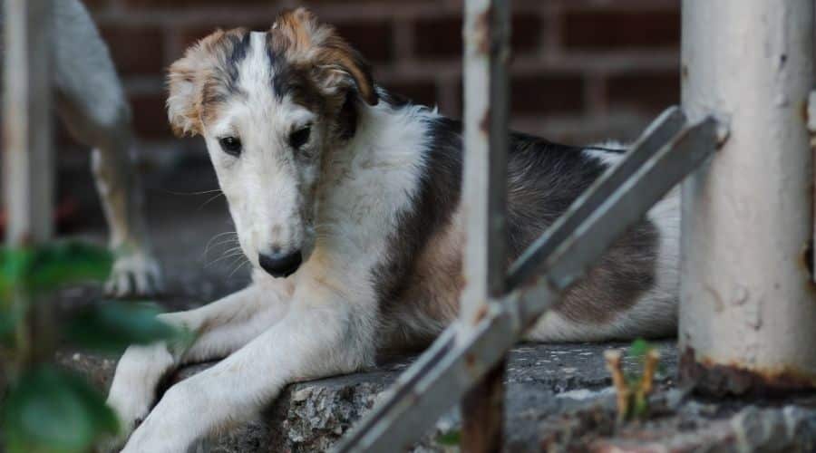 Rescue dog sitting on street