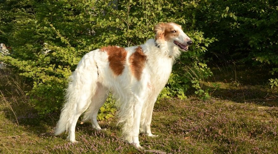 White and brown dog standing tall in grass