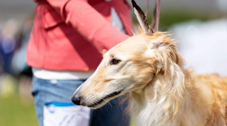 Borzoi with trainer on a leash