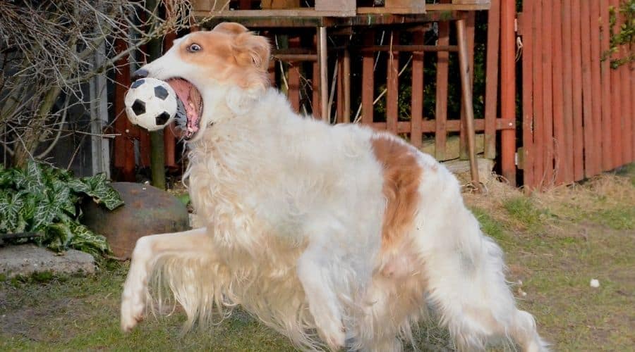 Dog playing with a ball