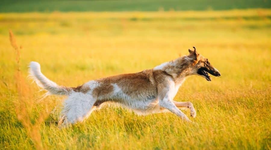 Borzoi running