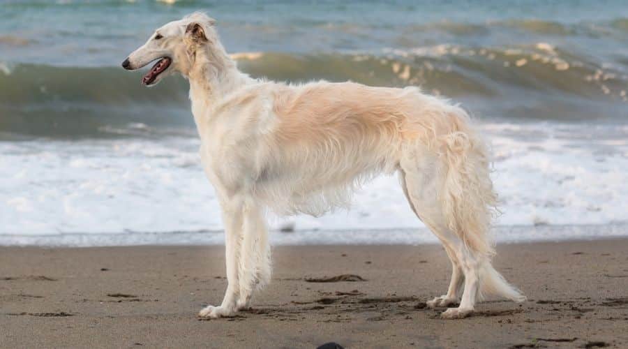 Borzoi standing on beach near ocean