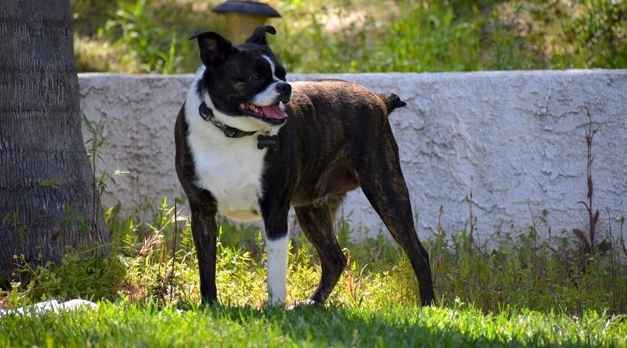 Boston Boxer