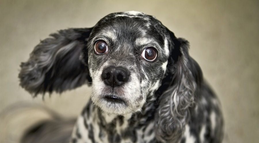 Boston Spaniel
