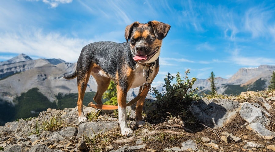 Boston Terrier Beagle Mix