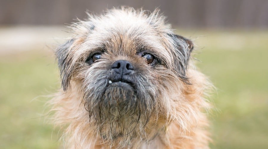 Boston Terrier Brussels Griffon
