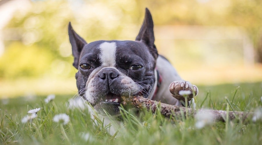 Boston Terrier French Bulldog
