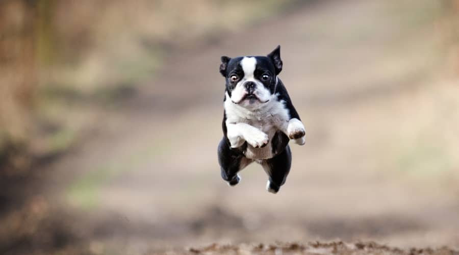 Boston Terrier leaping in the air.