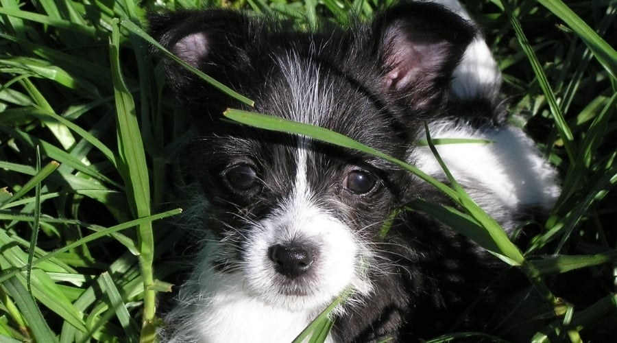 Boston Terrier Maltese