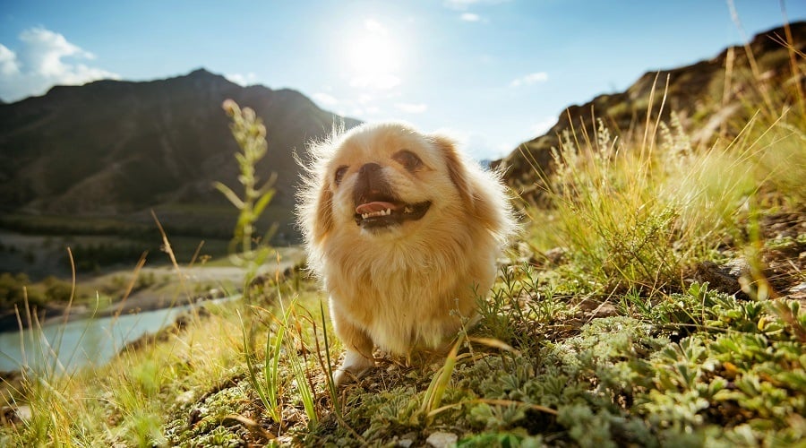 Boston Terrier Pekingese MIx