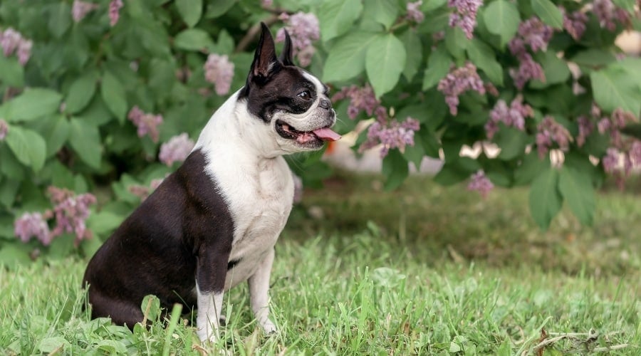 Boston Terrier Posing in Front of Purple Flowers