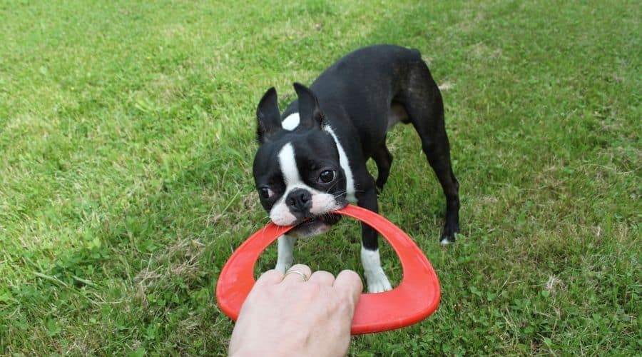 Boston Terrier Puppy playing on grass with red frisbee